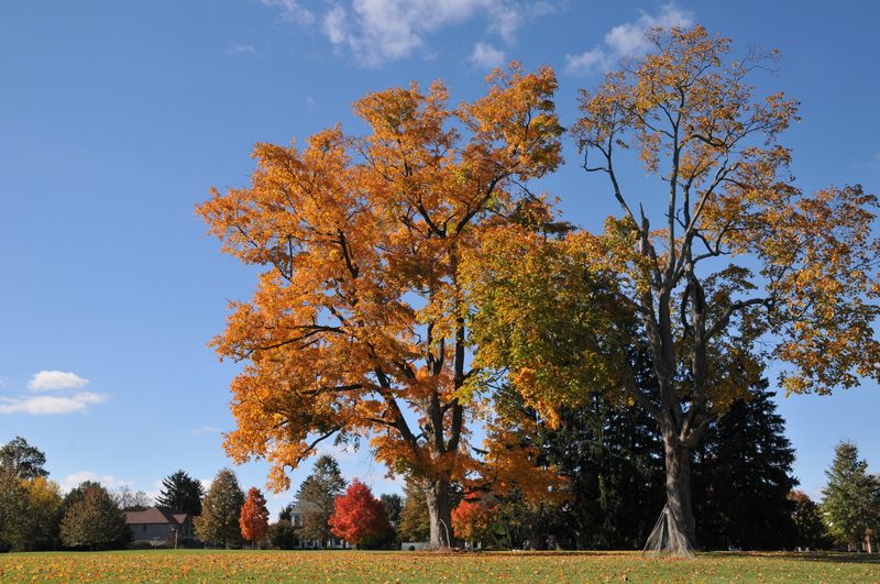 Orange and gold trees in the community open space