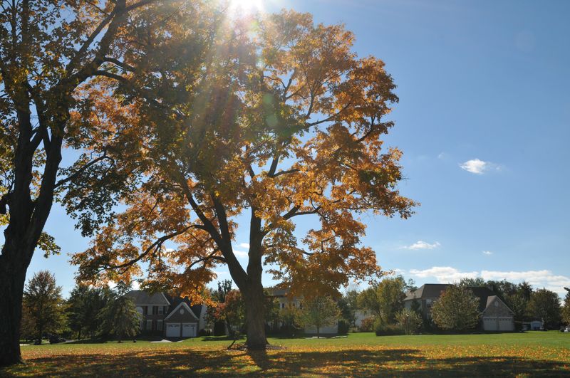 Mature trees in fall color along the open space