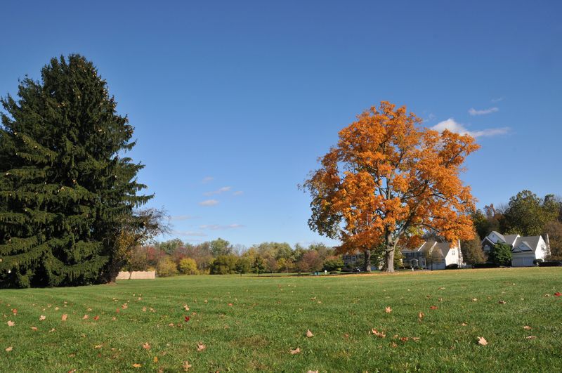 Open lawn with an autumn tree and homes beyond