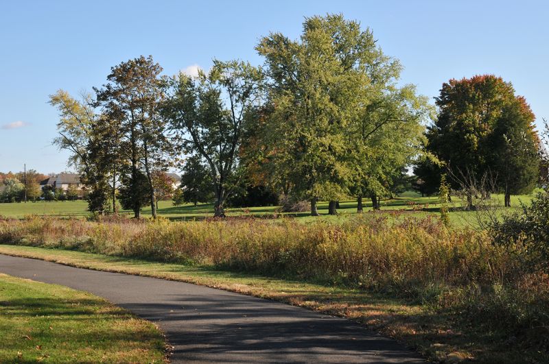 Walking path along a meadow with mature trees