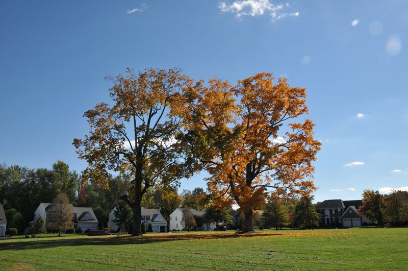 Two large shade trees on a community lawn